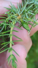 Oligotrophus juniperinus