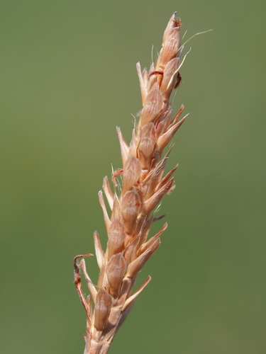 Ischaemum ciliare