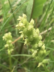 Platanthera obtusata