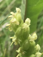 Platanthera obtusata