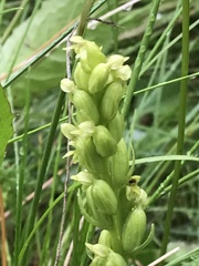 Platanthera obtusata