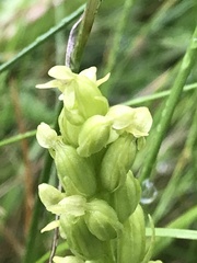 Platanthera obtusata