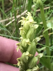 Platanthera obtusata