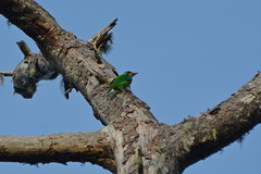 Psilopogon auricularis