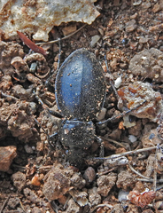 Carabus graecus