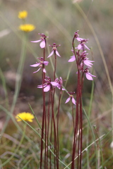 Eriochilus magenteus