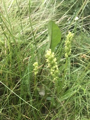 Platanthera obtusata