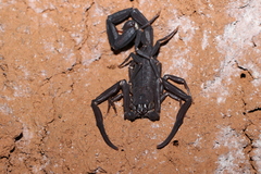 Tityus obscurus