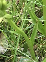 Platanthera obtusata