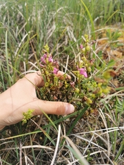 Pedicularis adunca
