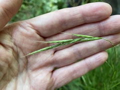 Brachypodium sylvaticum