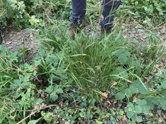 Brachypodium sylvaticum