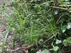 Carex remota