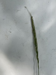 Elymus caninus