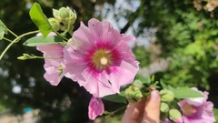 Alcea rosea