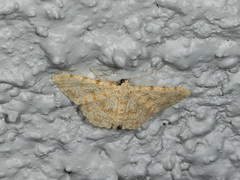 Scopula luridata