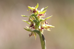 Genoplesium ciliatum