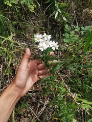 Achillea ptarmica macrocephala