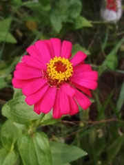 Zinnia elegans