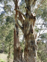 Eucalyptus strzeleckii