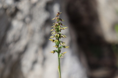 Genoplesium despectans