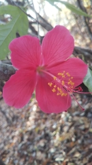 Hibiscus grandidieri image
