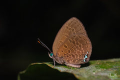 Arhopala muta