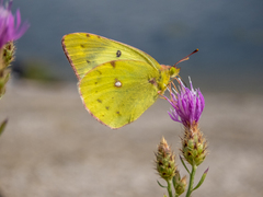 Colias hyale