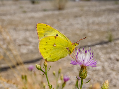 Colias hyale