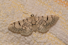 Eupithecia venosata