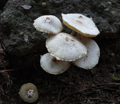 Leucoagaricus meleagris