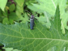 Lycocerus attristatus