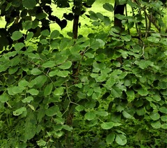 Dalbergia latifolia