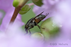 Stomorhina obsoleta