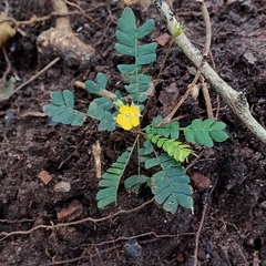 Biophytum sensitivum