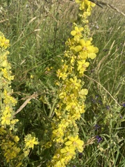 Verbascum speciosum