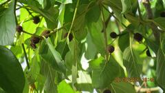 Mitragyna parvifolia