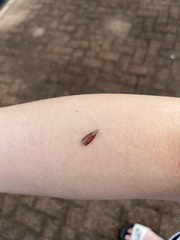 Syntonarcha iriastis