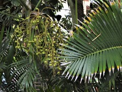 Dypsis lutescens
