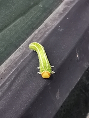 Trichiosoma sachalinense