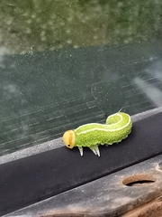 Trichiosoma sachalinense