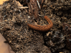 Mantonipatus persiculus