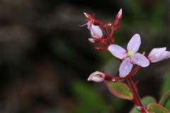 Ernestia granvillei