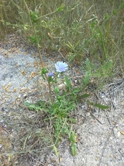 Cichorium intybus