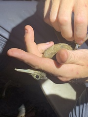 Xiphorhynchus elegans