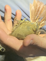 Xiphorhynchus elegans