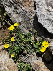 Potentilla gelida