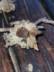 Petascelis remipes