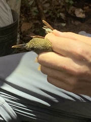 Xiphorhynchus elegans