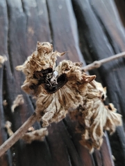 Petascelis remipes